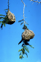 Ploceus velatus
