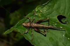Eppia truncatipennis