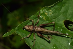Eppia truncatipennis