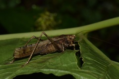 Eppia truncatipennis
