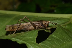 Eppia truncatipennis