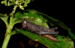 Maculiparia rotundata