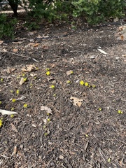 Eranthis