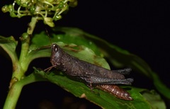 Maculiparia rotundata