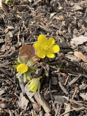 Eranthis