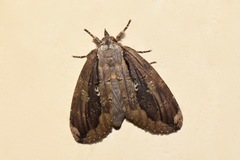 Lusura