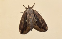 Lusura