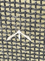 Platyptilia celidotus