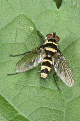 Trigonospila transvittata