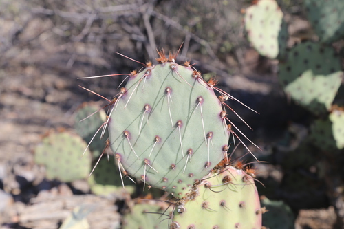 Image of Opuntia blakeana by (c) Reid Hardin, some rights reserved (CC BY)