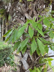 Costus woodsonii