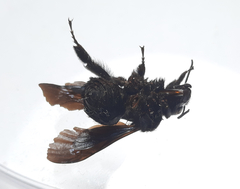 Bombus morio