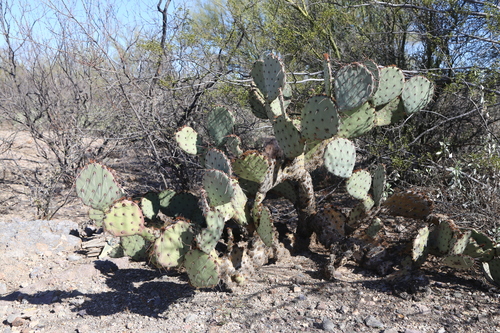 Image of Opuntia blakeana by (c) Reid Hardin, some rights reserved (CC BY)
