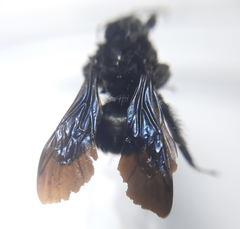 Bombus morio