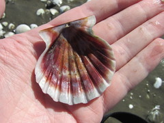 Aequipecten tehuelchus
