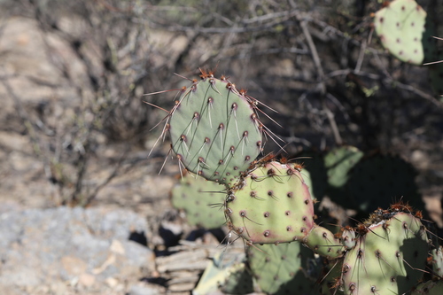 Image of Opuntia blakeana by (c) Reid Hardin, some rights reserved (CC BY)
