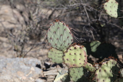 Opuntia blakeana