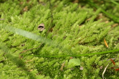 Schizymenium bryoides