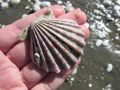 Aequipecten tehuelchus