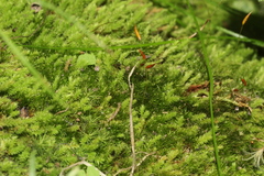 Schizymenium bryoides