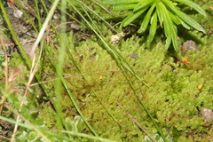 Schizymenium bryoides