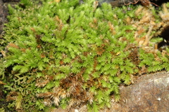 Schizymenium bryoides