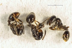 Chelaner antarcticus