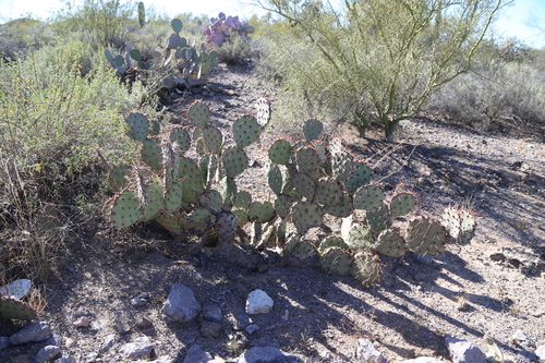 Image of Opuntia blakeana by (c) Reid Hardin, some rights reserved (CC BY)