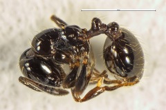 Chelaner antarcticus