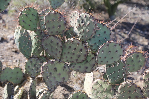 Blake Prickly Pear (Opuntia blakeana)