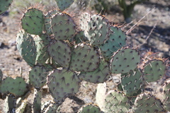 Opuntia blakeana