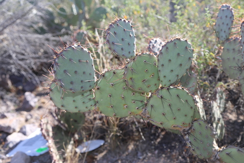 Image of Opuntia blakeana by (c) Reid Hardin, some rights reserved (CC BY)
