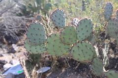 Opuntia blakeana