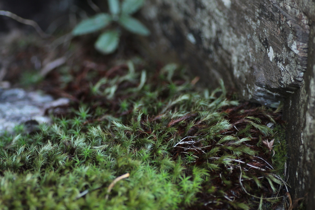 Bank Haircap Moss from Stirling Range National Park WA 6338, Australia on February 17, 2022 at