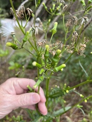 Erechtites hieraciifolius image