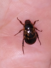 Exomala orientalis