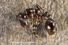 Chelaner antarcticus