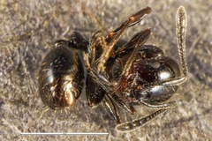 Chelaner antarcticus