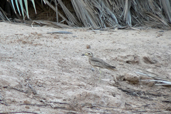 Burhinus senegalensis