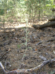 Achillea pannonica