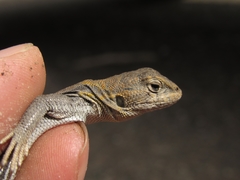 Liolaemus uspallatensis