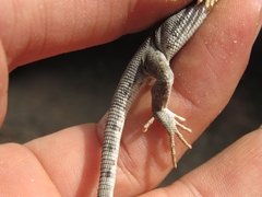 Liolaemus uspallatensis