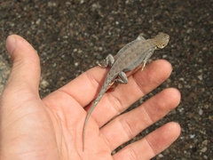 Liolaemus uspallatensis