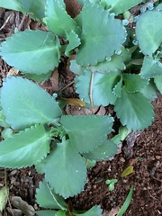 Kalanchoe