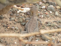 Liolaemus uspallatensis