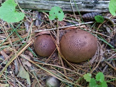 Scleroderma arenicola