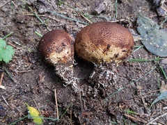 Scleroderma arenicola
