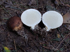 Scleroderma arenicola