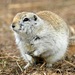 Richardson's Ground Squirrel - Photo (c) D. Sikes, some rights reserved (CC BY-SA)