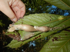 Ordgarius magnificus